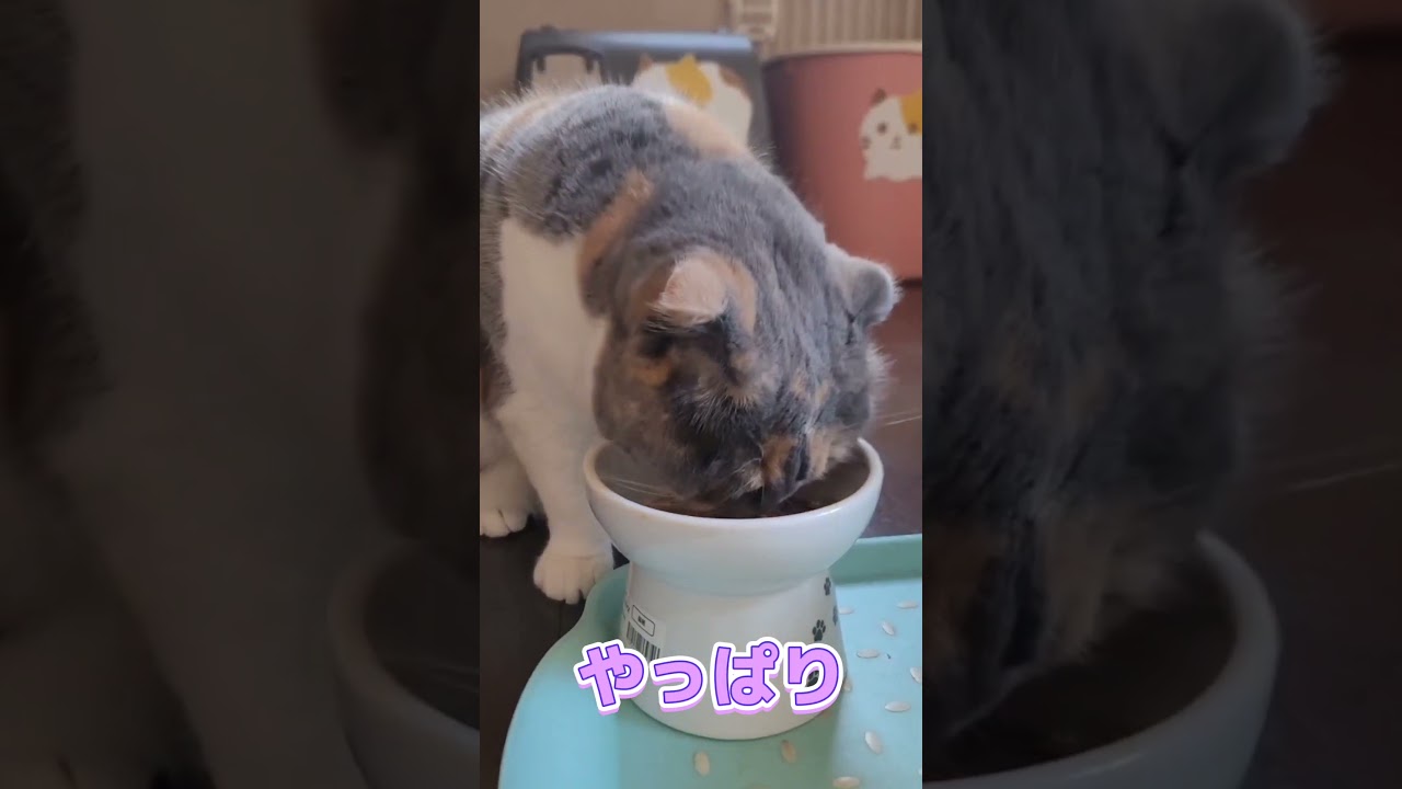 ネコといったらコレ！　#shorts  #猫 　#スコティッシュフォールド 　#キジトラ