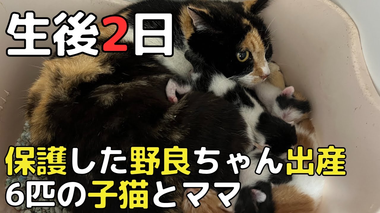 【生後2日】6匹の子猫とママ