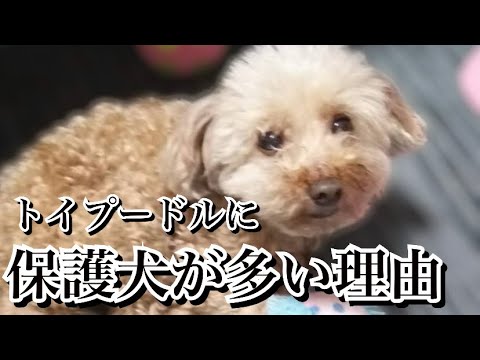 人気犬種トイプードルの闇【保護犬が多い理由が衝撃】