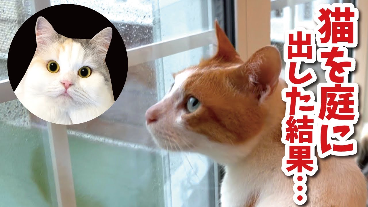 猫を外に出したら全然帰ってこなくなりました…【関西弁でしゃべる猫】