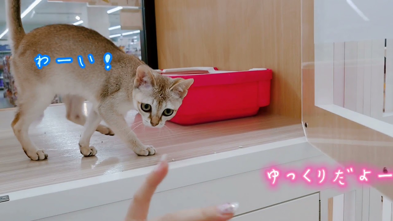 【シンガプーラ】大好きの印！