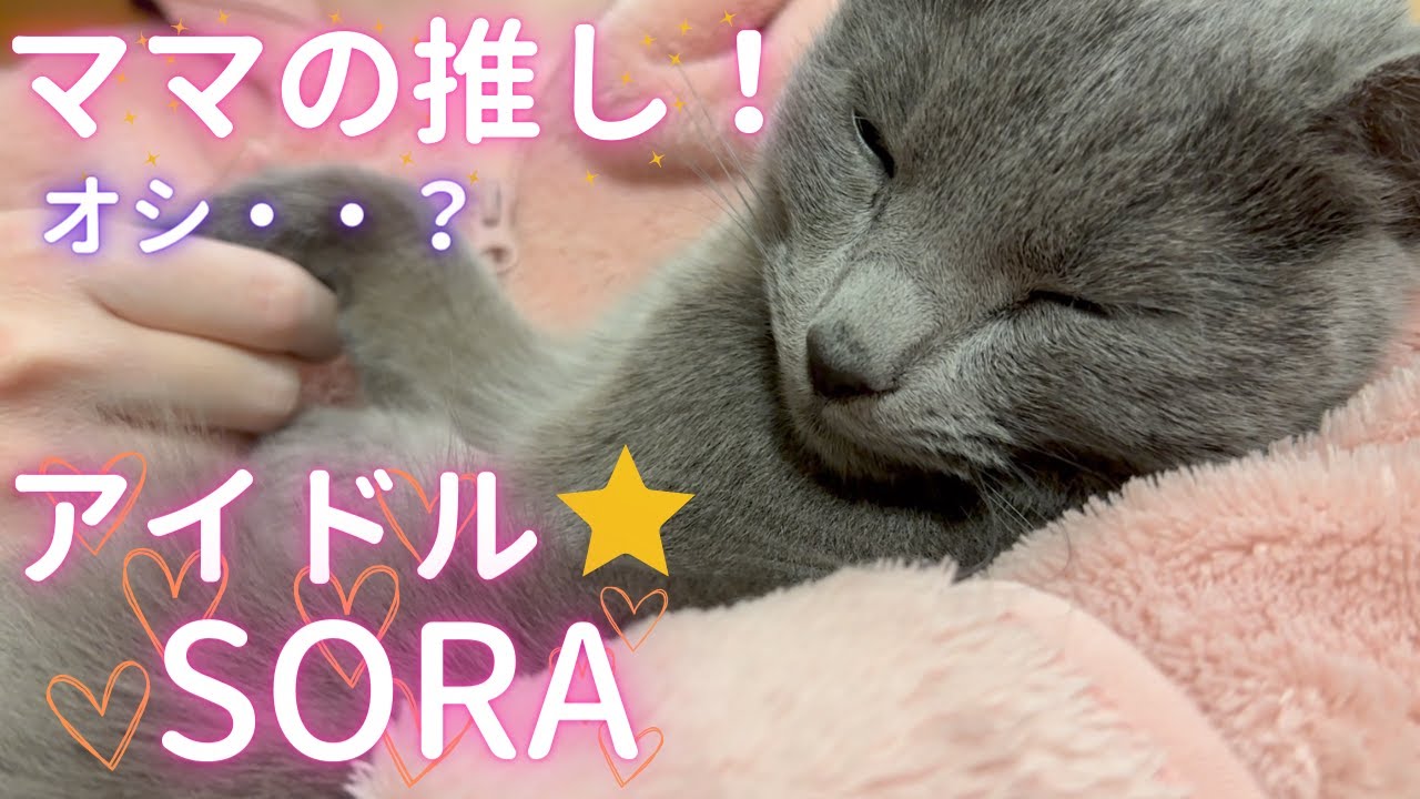 アイドルの握手会に行ってきたママ（ロシアンブルー）※コメント欄が復活しました✨