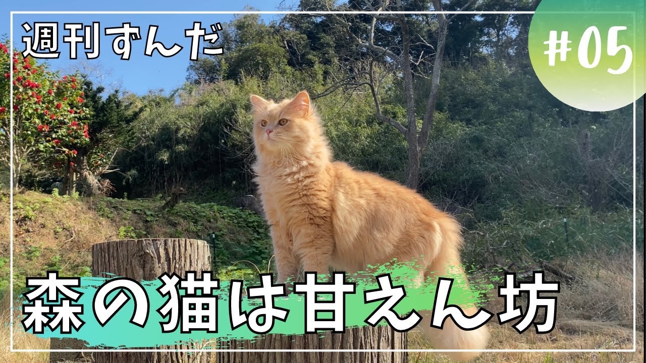 【週刊ずんだ５】甘える子猫。庭で飼い主を追いかける！【サイベリアン】