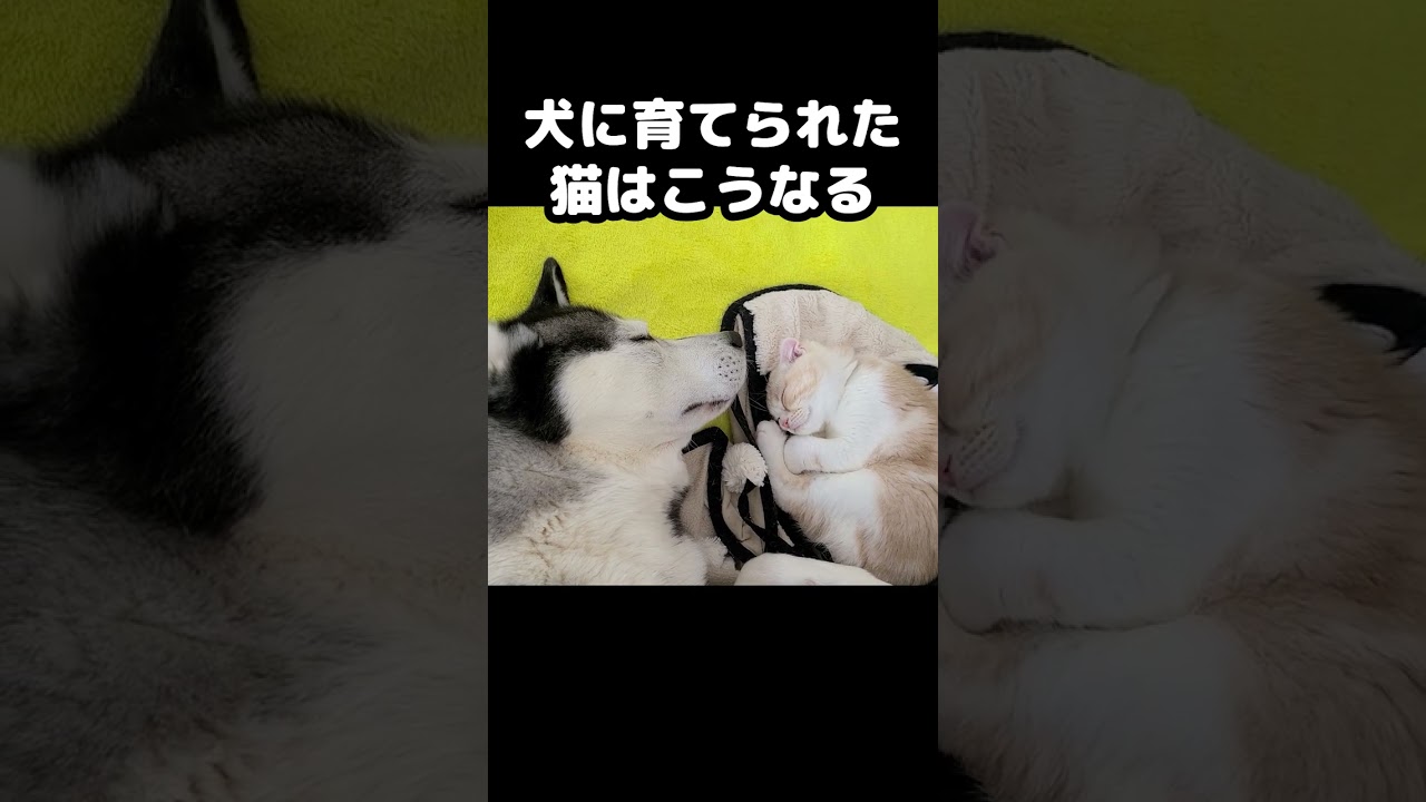 犬に守られながら安心する子猫がかわいい...#猫 #cat
