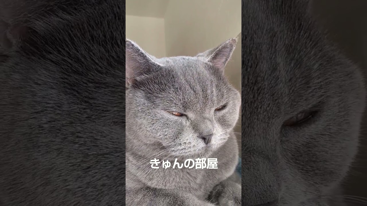可愛い猫#ブリティッシュショートヘア #猫 #shorts