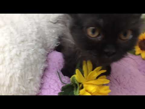 Coo&RIKU　No514993　セルカークレックス