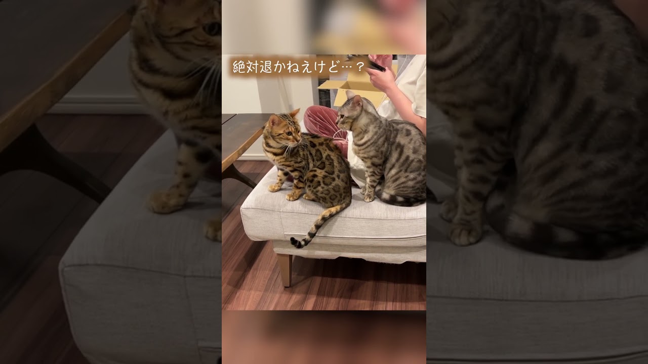ゲームする妻の横を取り合うネコたち #ルトロゼ #ベンガル #猫