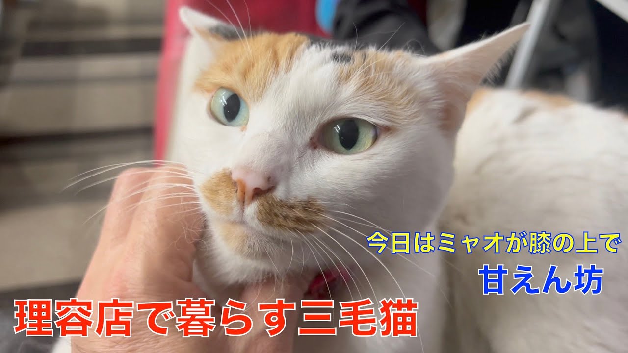 理髪店で暮らす三毛猫ミャオ（今日はミャオが膝の上に）😿