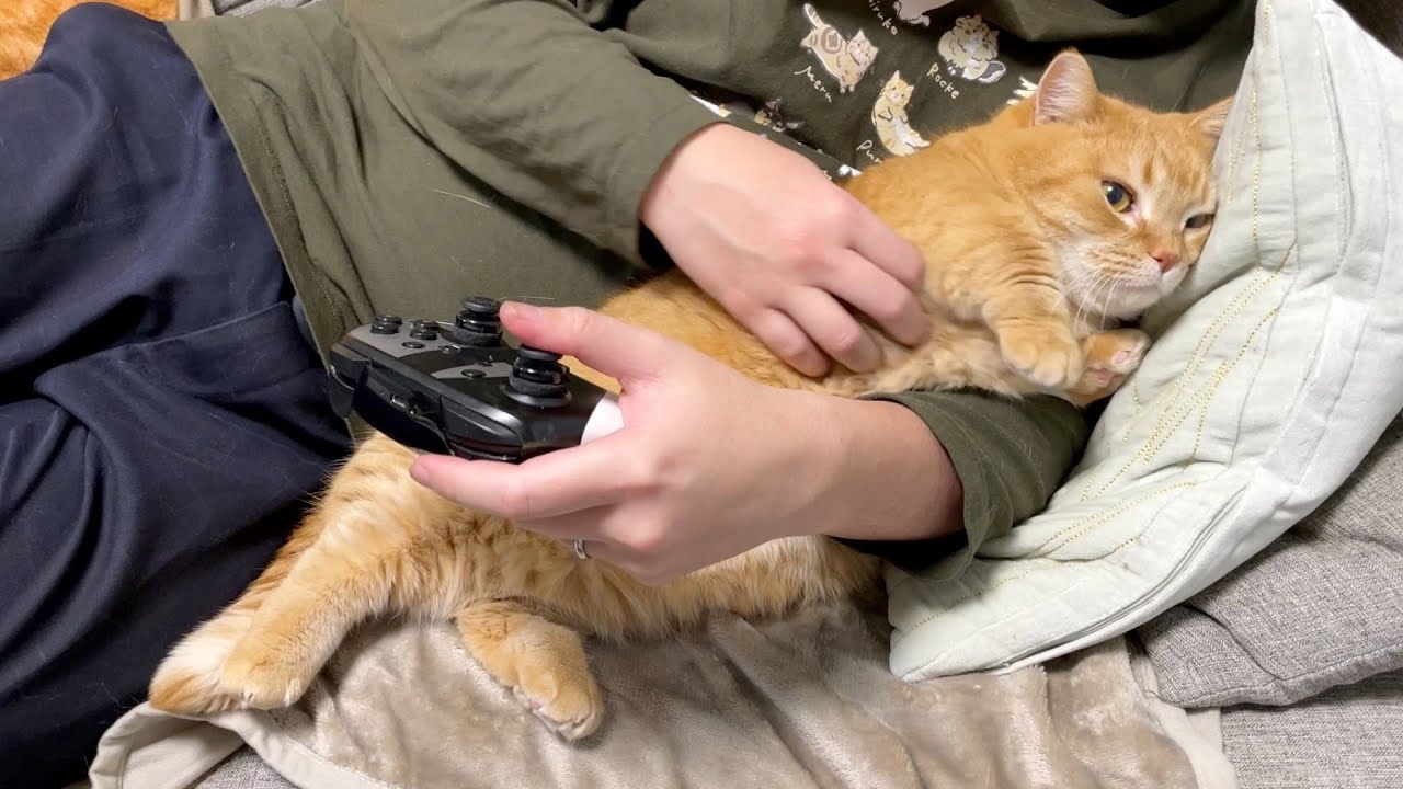 ４日ぶりの再会でパパの側から離れなくなった猫