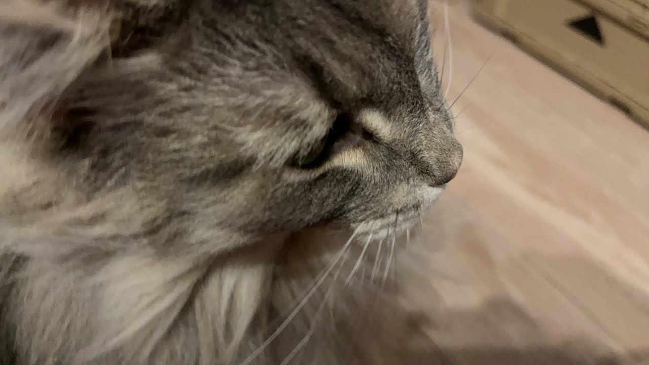 【猫配信】雑談しましょう！！ノルウェージャンフォレストキャット