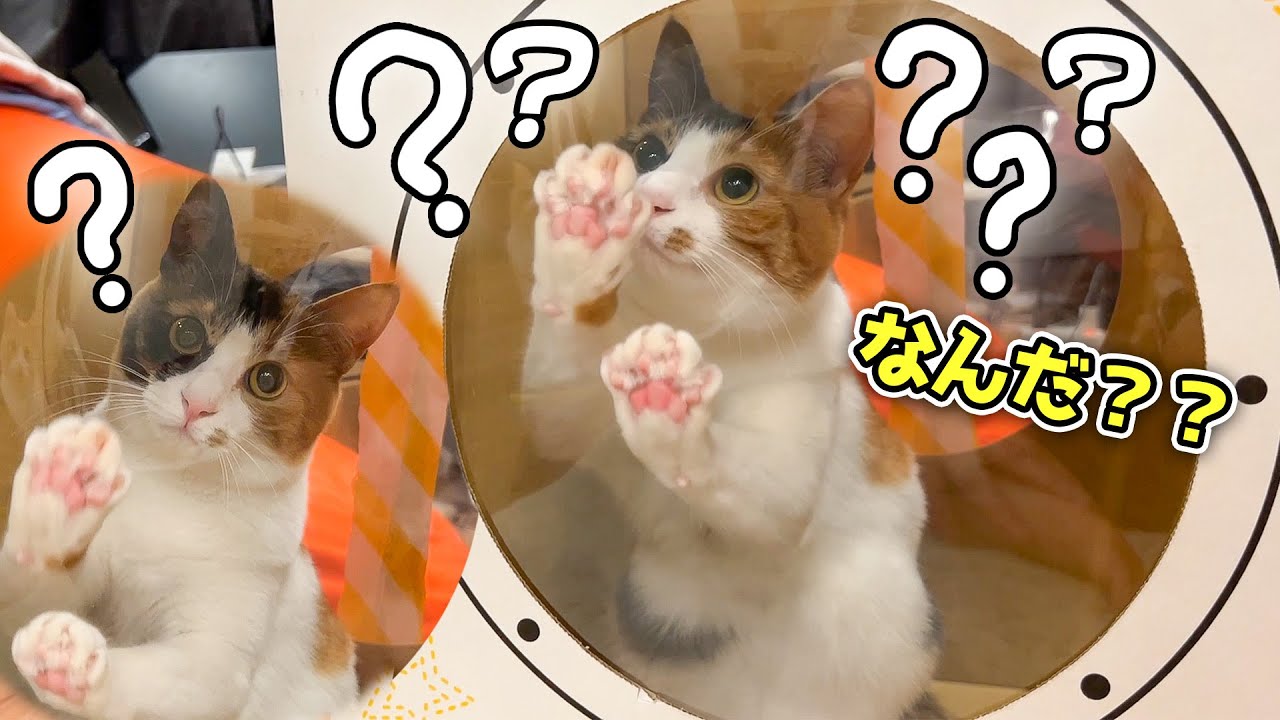【何やってるの？？】子猫が透明な壁にすべてを狂わされてしまいました。。。