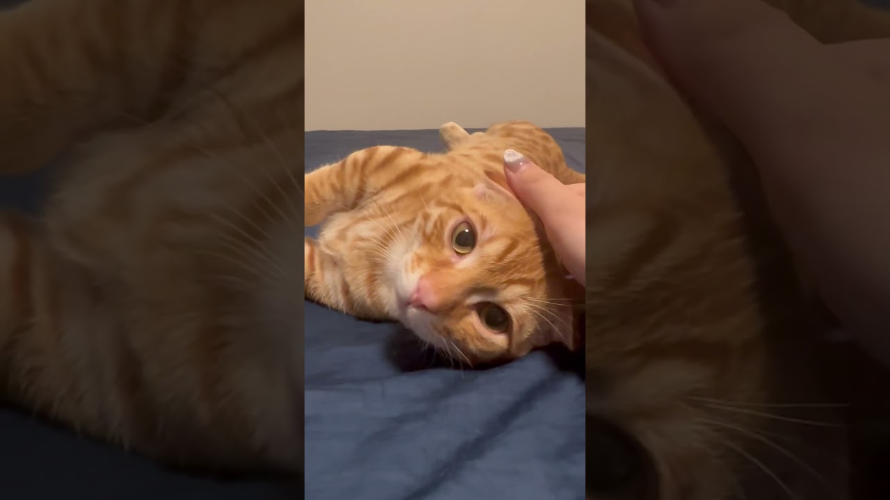 癒しのコモ🐈ゴロゴロ #キンカロー #cat #猫 #cute #子猫 #kitten #猫のいる暮らし #cutecat #catlover #寝起き #asmr