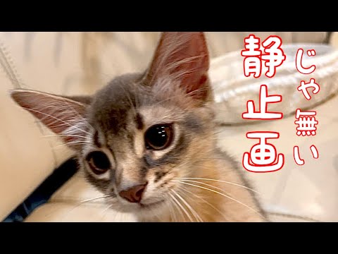 【癒し閲覧注意】僕…止まって無いよ❣️【ソマリ】