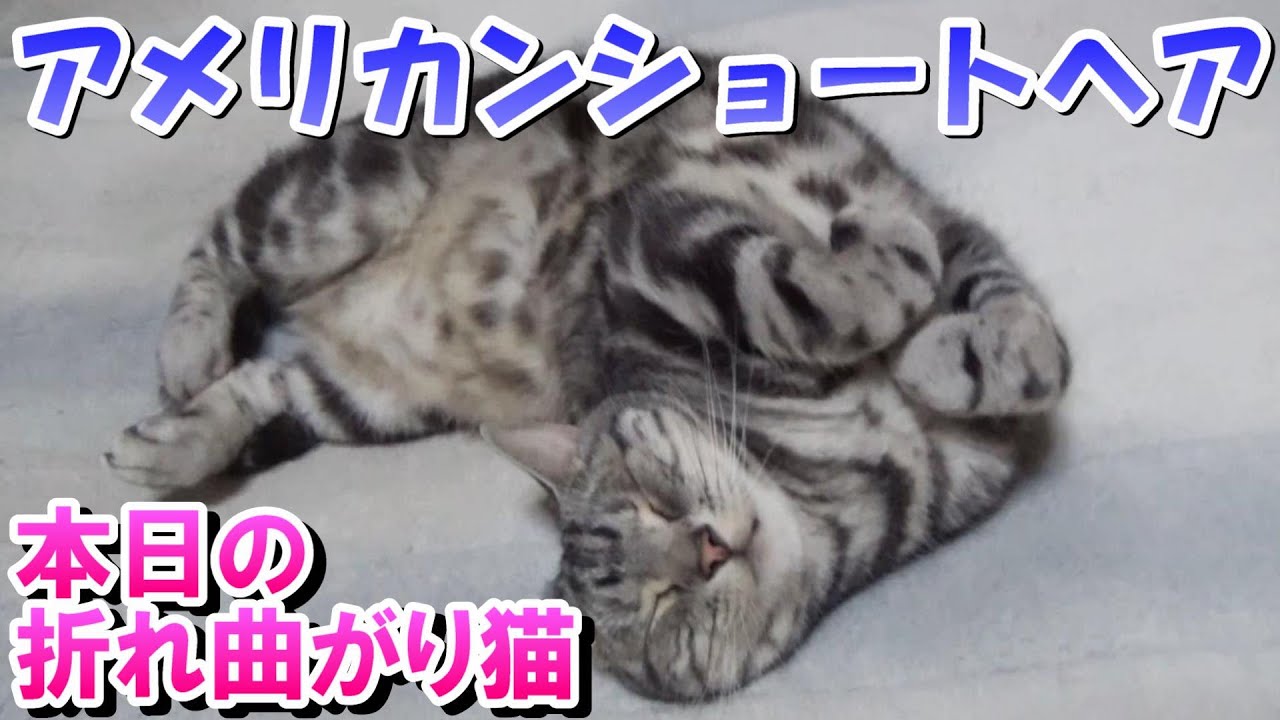 本日の折れ曲がり猫　２歳１１ヵ月（アメリカンショートヘア）