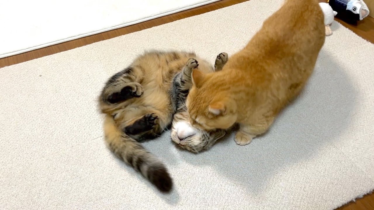 【何これ？】引きずる猫と、引きずられたい猫