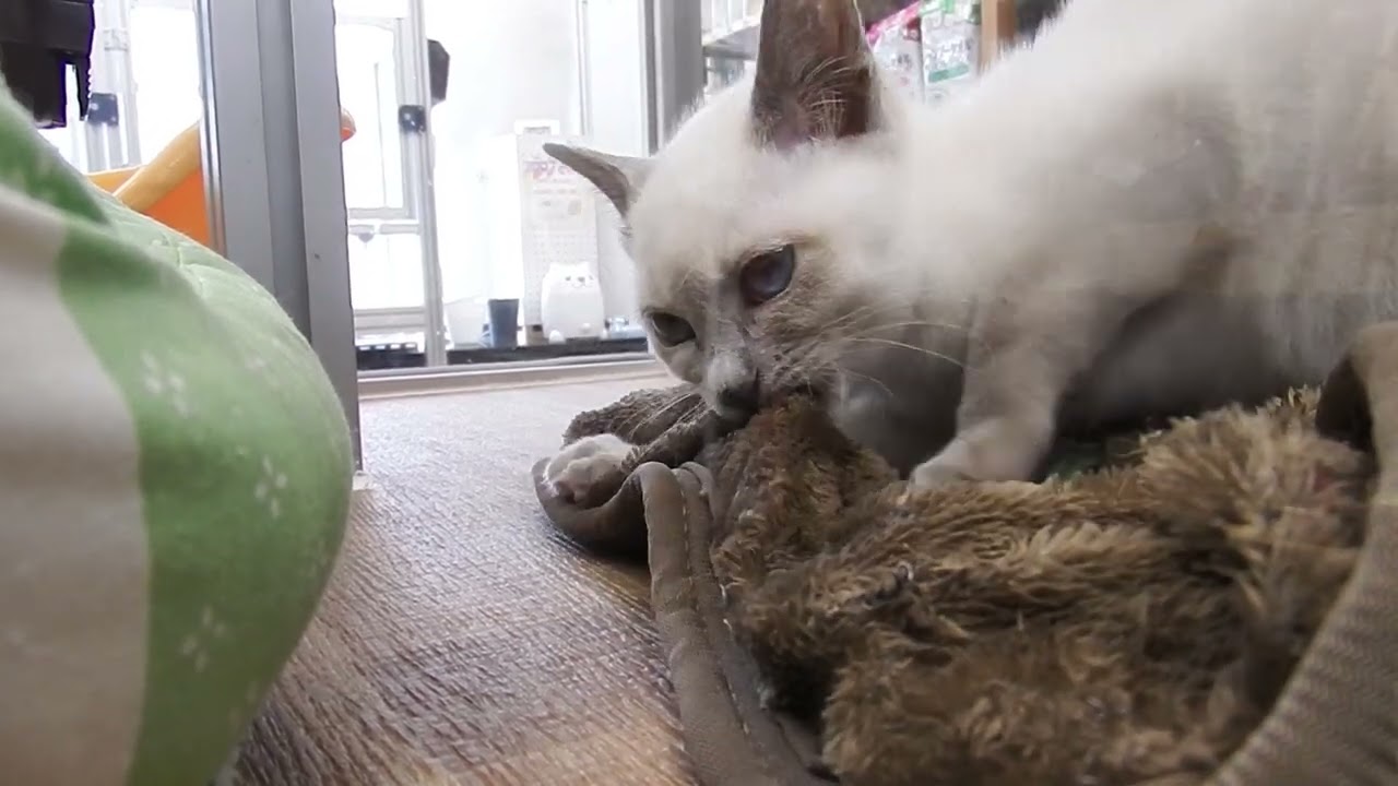 ノアズアーク山科本店12/6生まれのトンキニーズの女の子♡