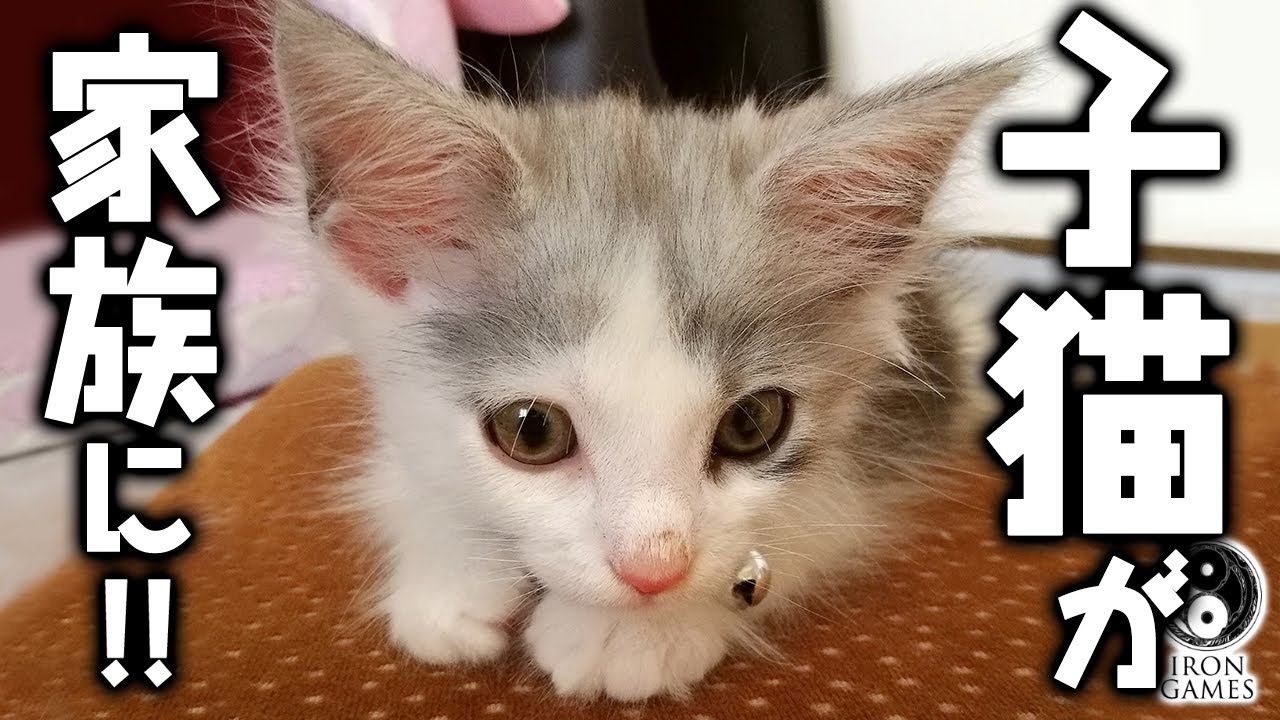 【はがね先生】サイベリアンの子猫が家族になりました / Ciberian kitten has joined my family【子猫動画】