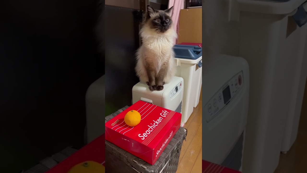 みかんを転がすシャムミックス猫