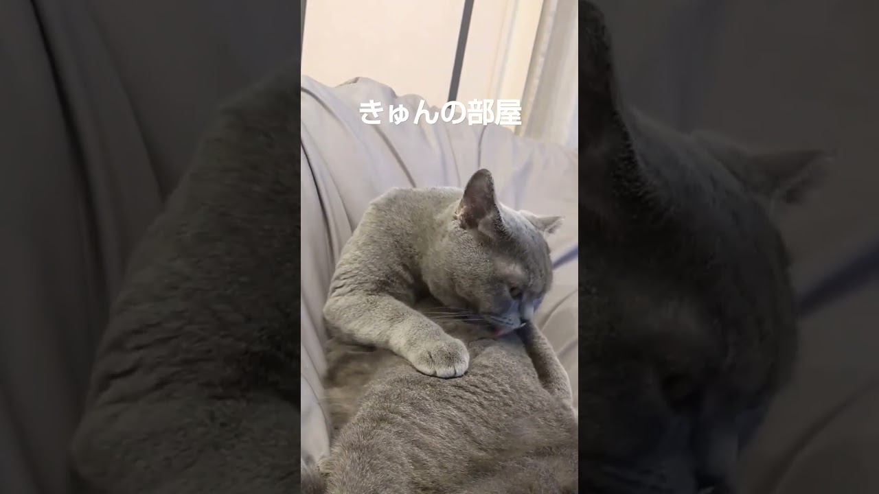 お手入れ#ブリティッシュショートヘア #shorts #猫 #ねこ#お手入れ