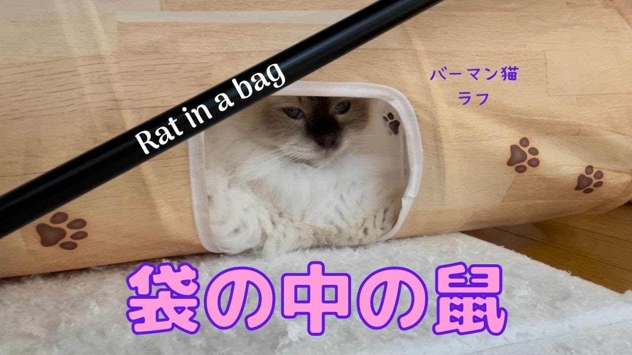 バーマン猫ミカ vs ラフ【袋の中の鼠】Rat in a bag（バーマン猫）Birman/Cat