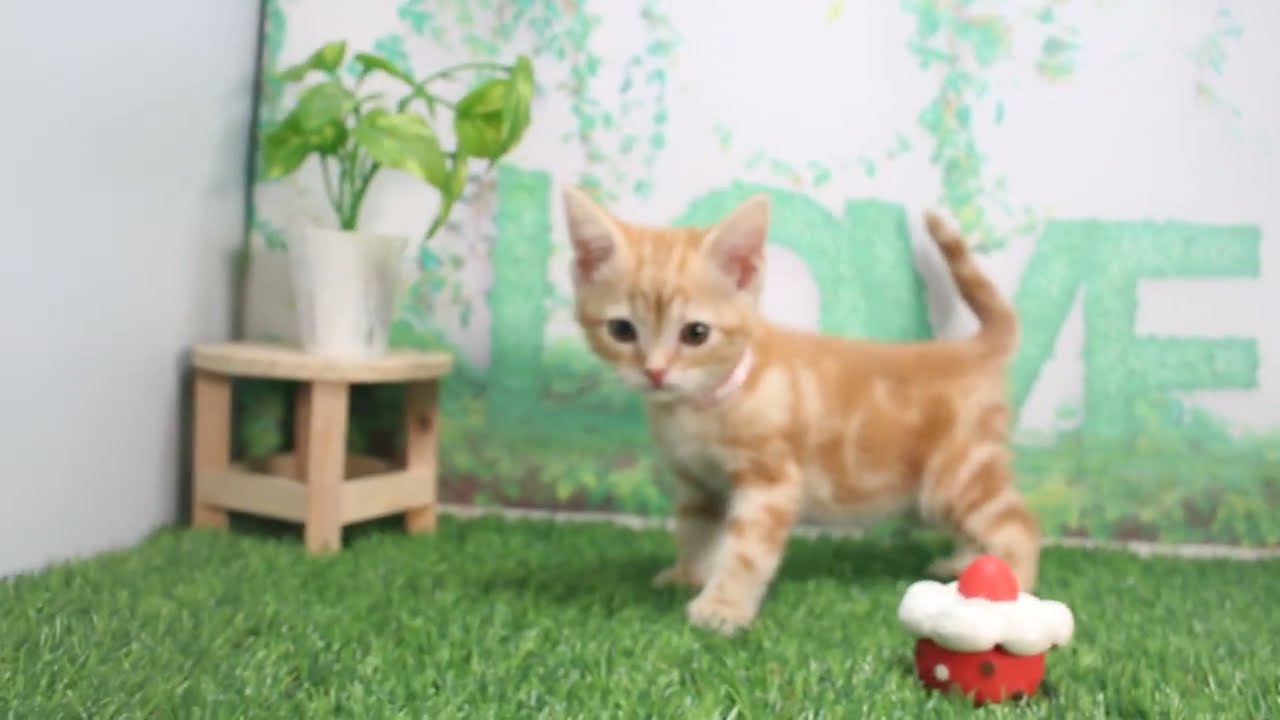 Coo&RIKU　No620701　アメリカンショートヘアー