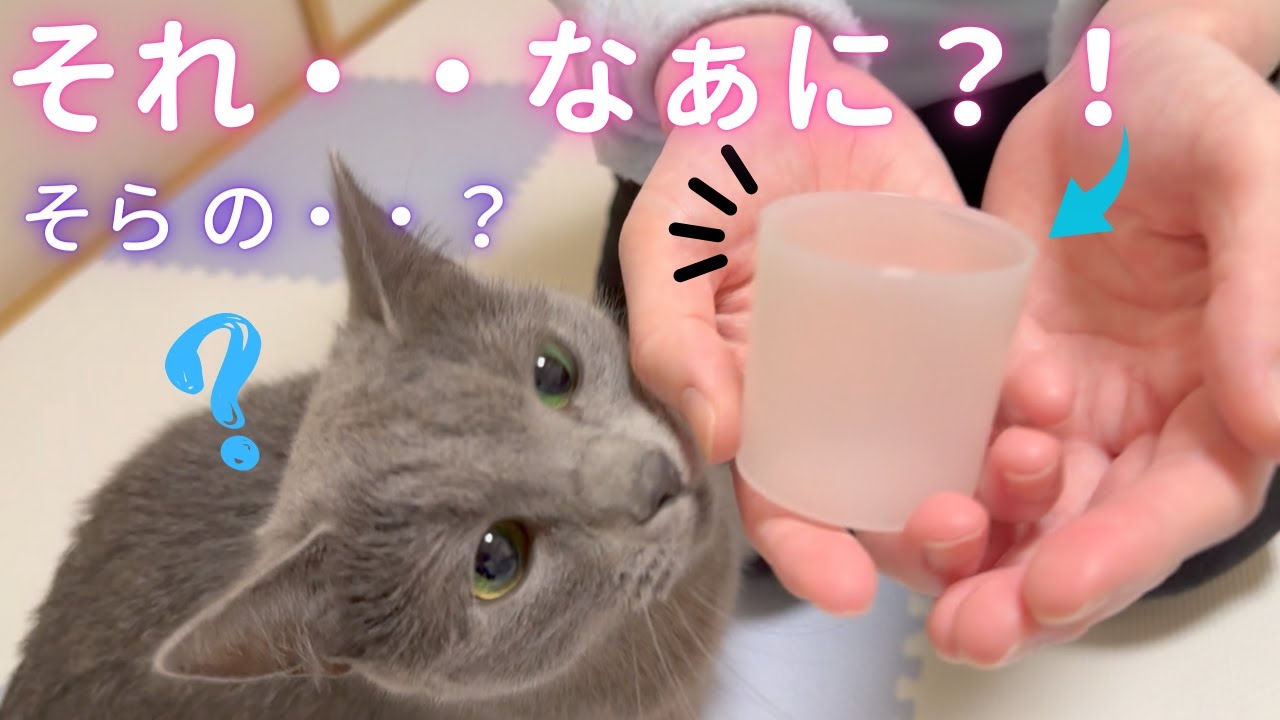 【質問】猫さんの｢アレ｣集めてますか？（ロシアンブルー）