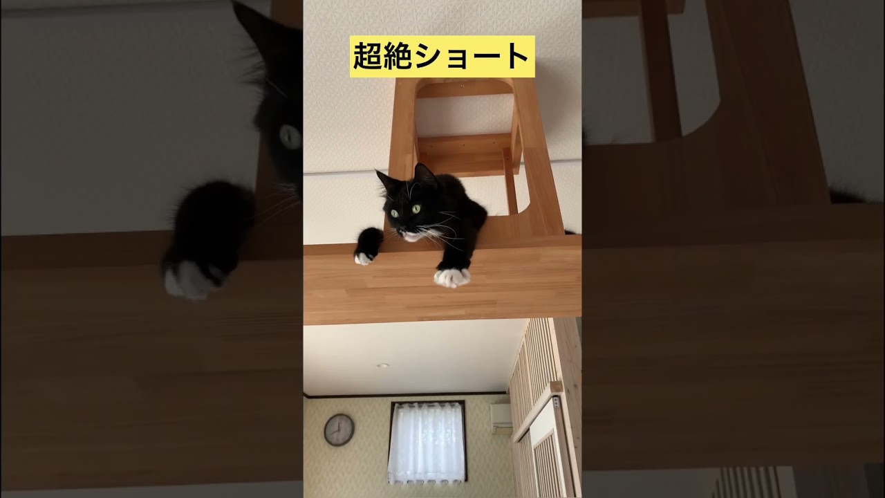 キメ顔【メインクーン】超ショート #メインクーン #猫カフェ #かわいい猫 #猫動画 #猫動画おもしろい #白黒猫