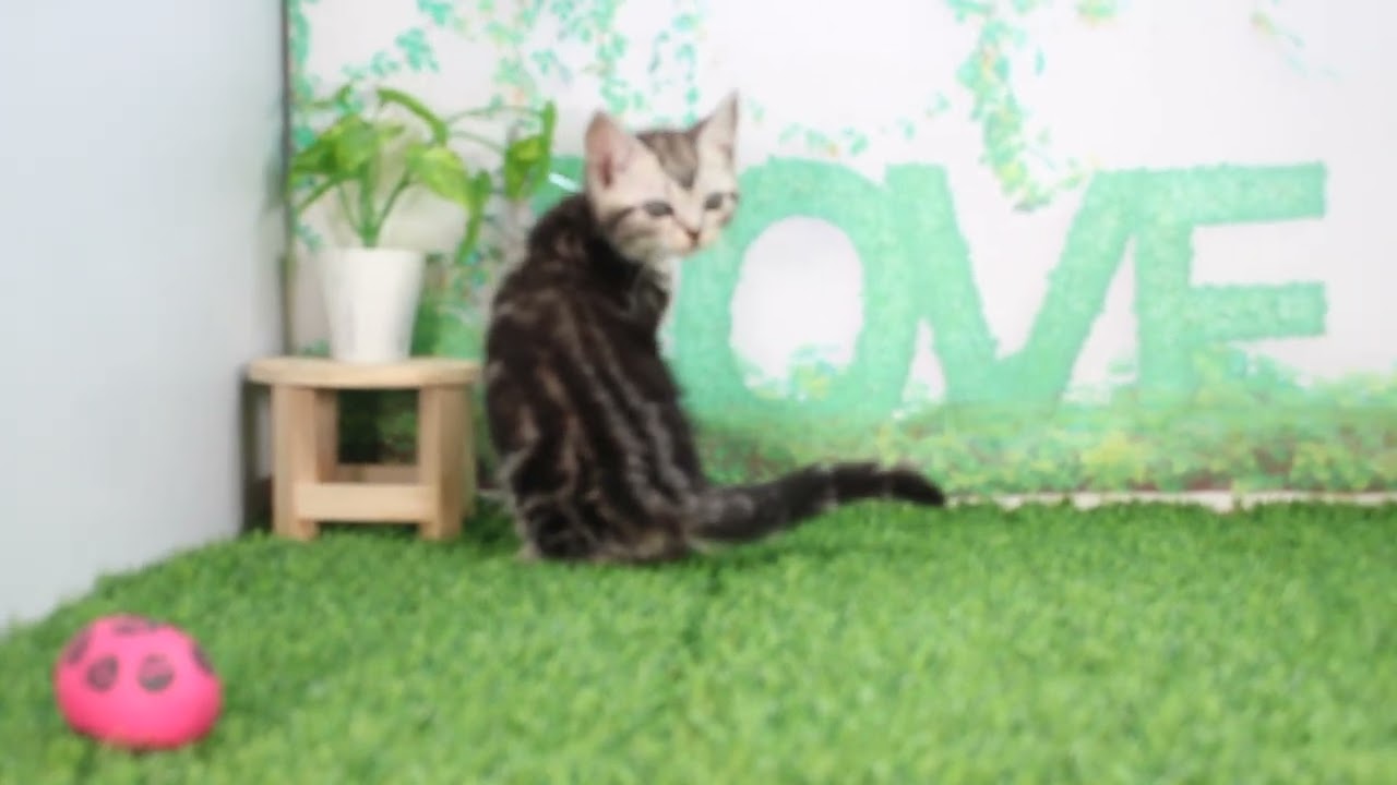 ペットショップcoo&riku No.626271　アメリカンショートヘアー