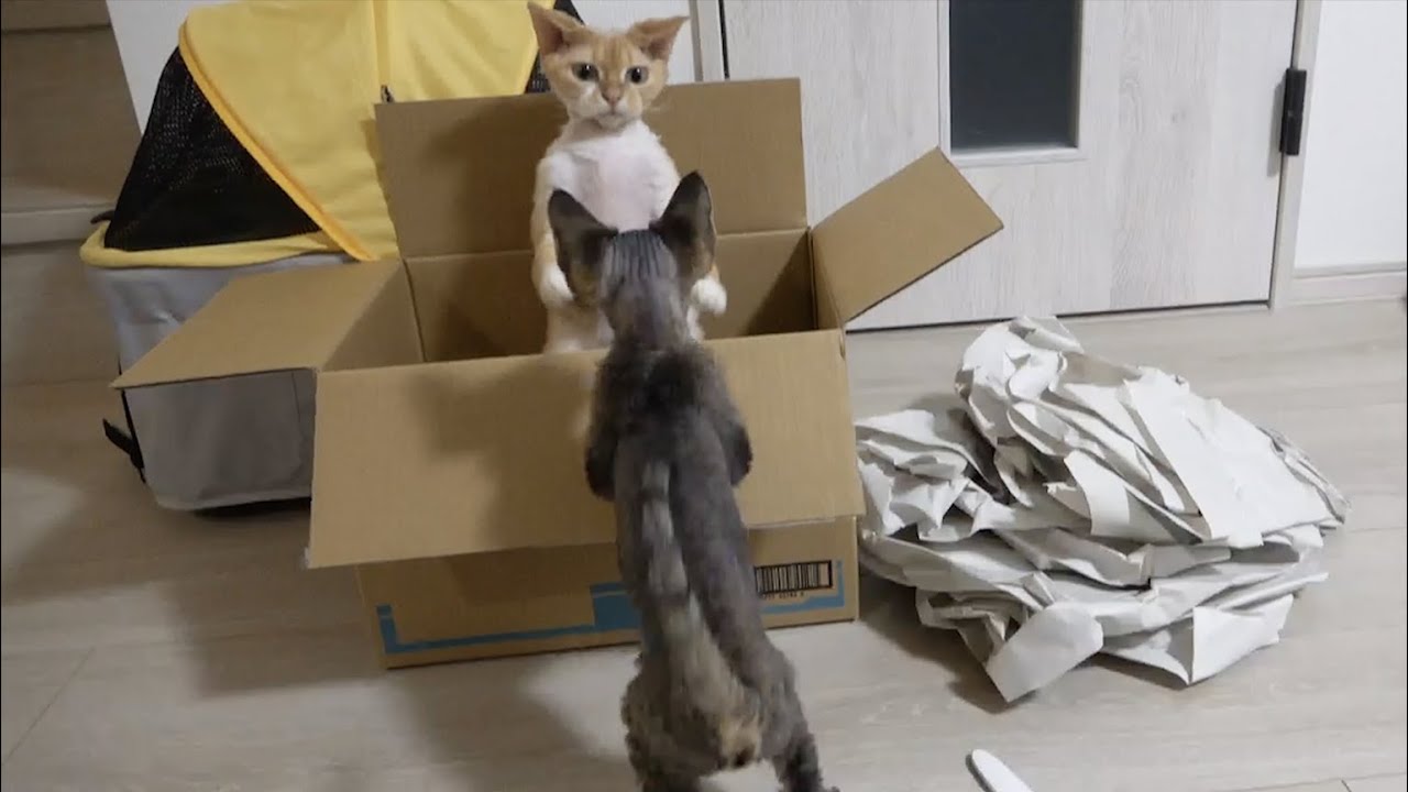 ダンボール好きなデボンレックス猫兄弟です(Devon Rex brothers do love cardboard boxes)