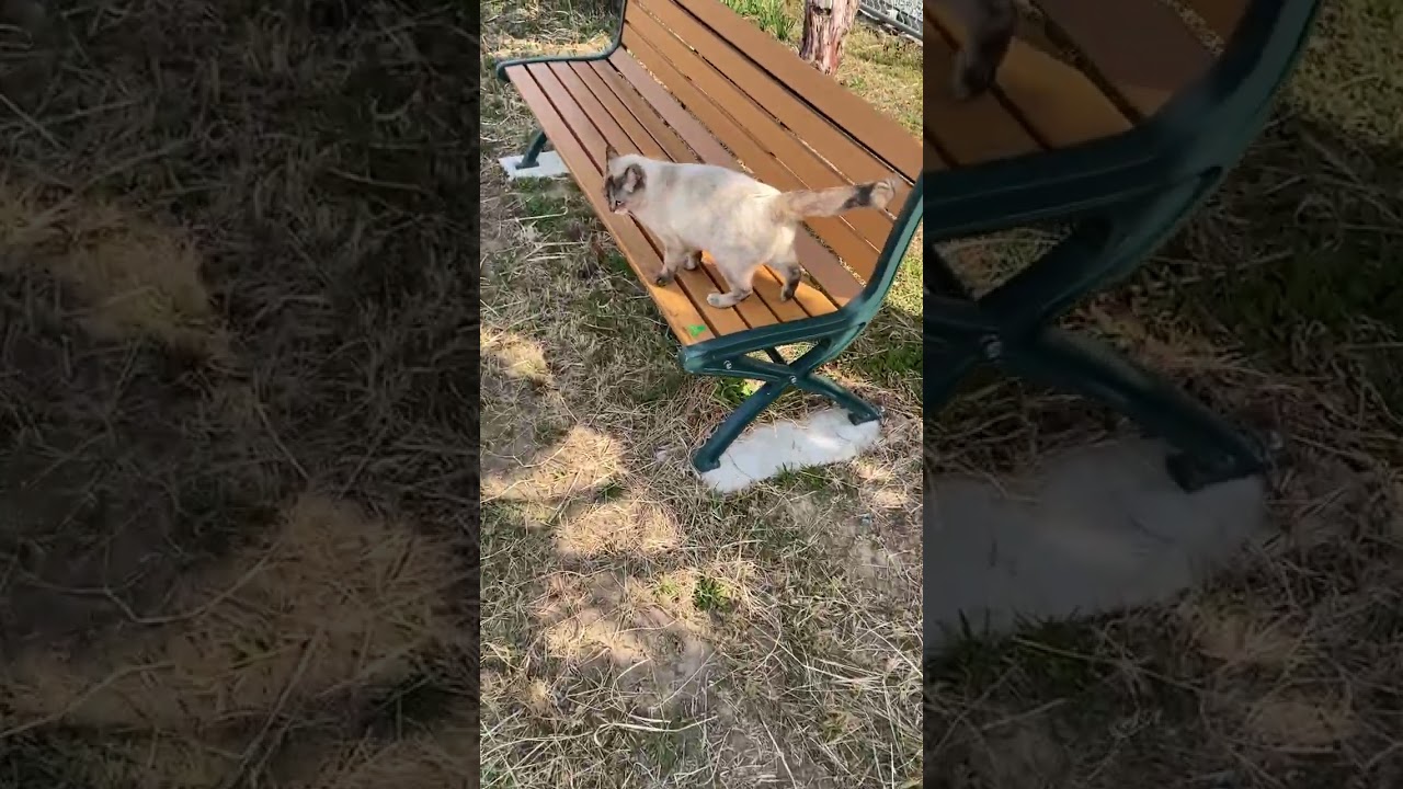 【今日のシャムちゃん 075】ベンチに向かって走る猫たち