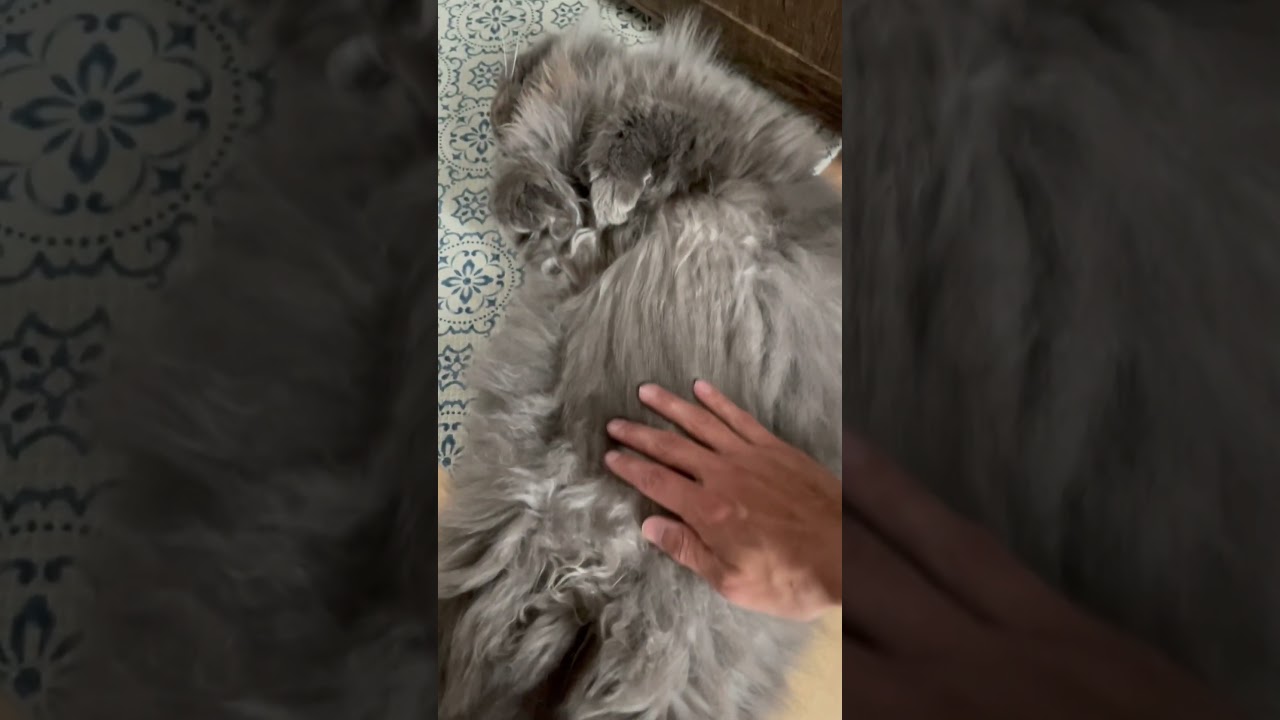 黒い何かの正体は.… #ラガマフィン #猫のいる暮らし #猫動画