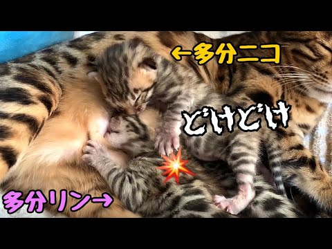 産まれてすぐだって弱肉強食なんだってわかる猫の授乳動画