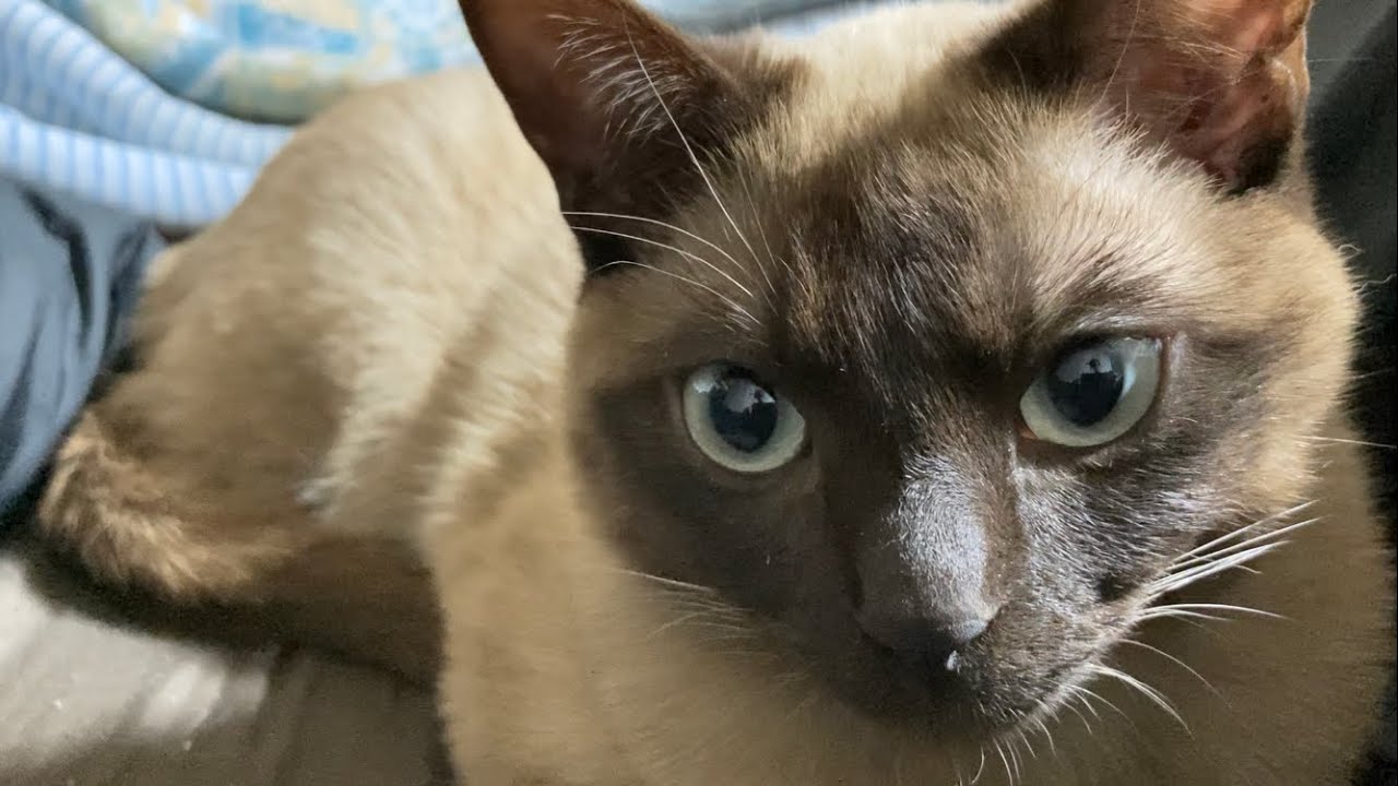 トンキニーズ 【2023/04/01】