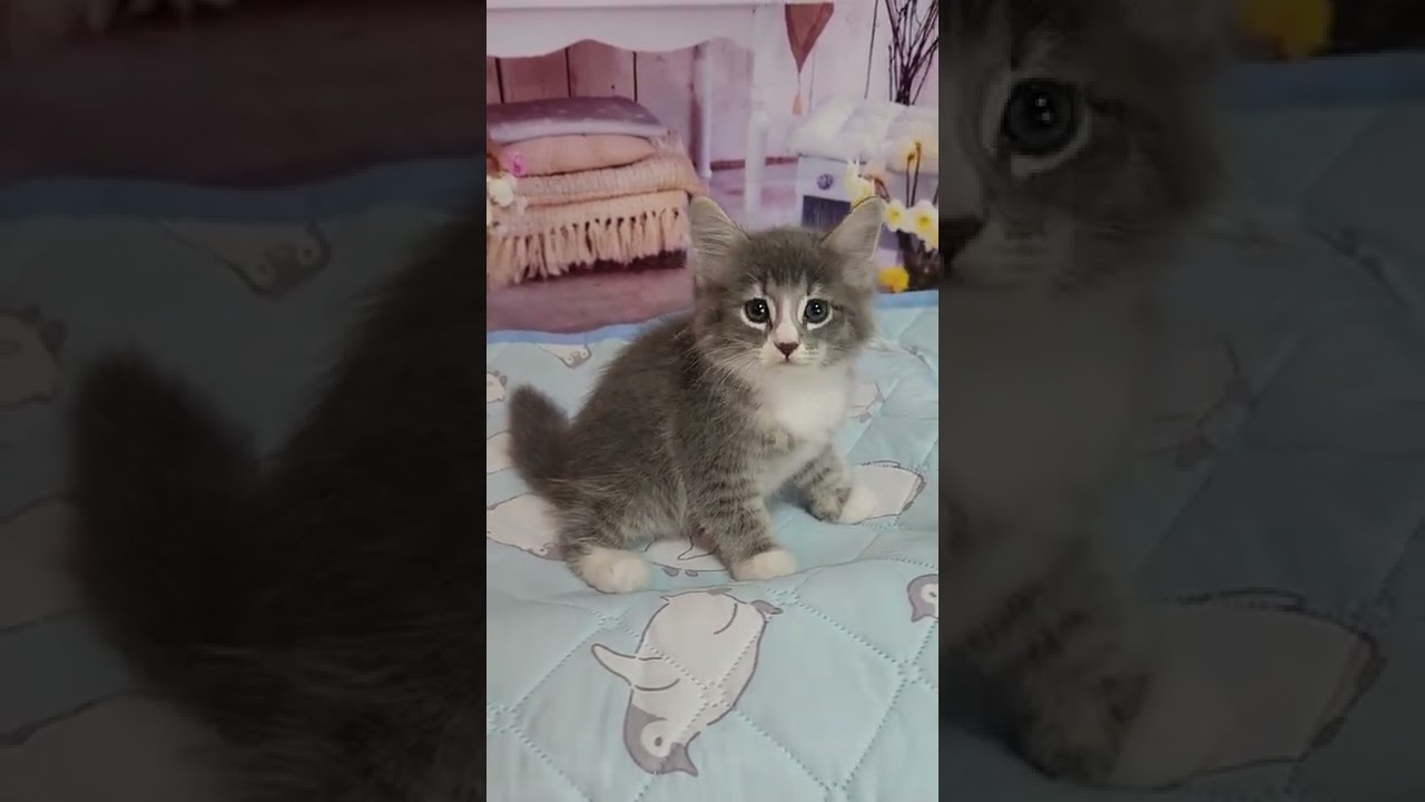 サイベリアン かわいいサイベリアン✨