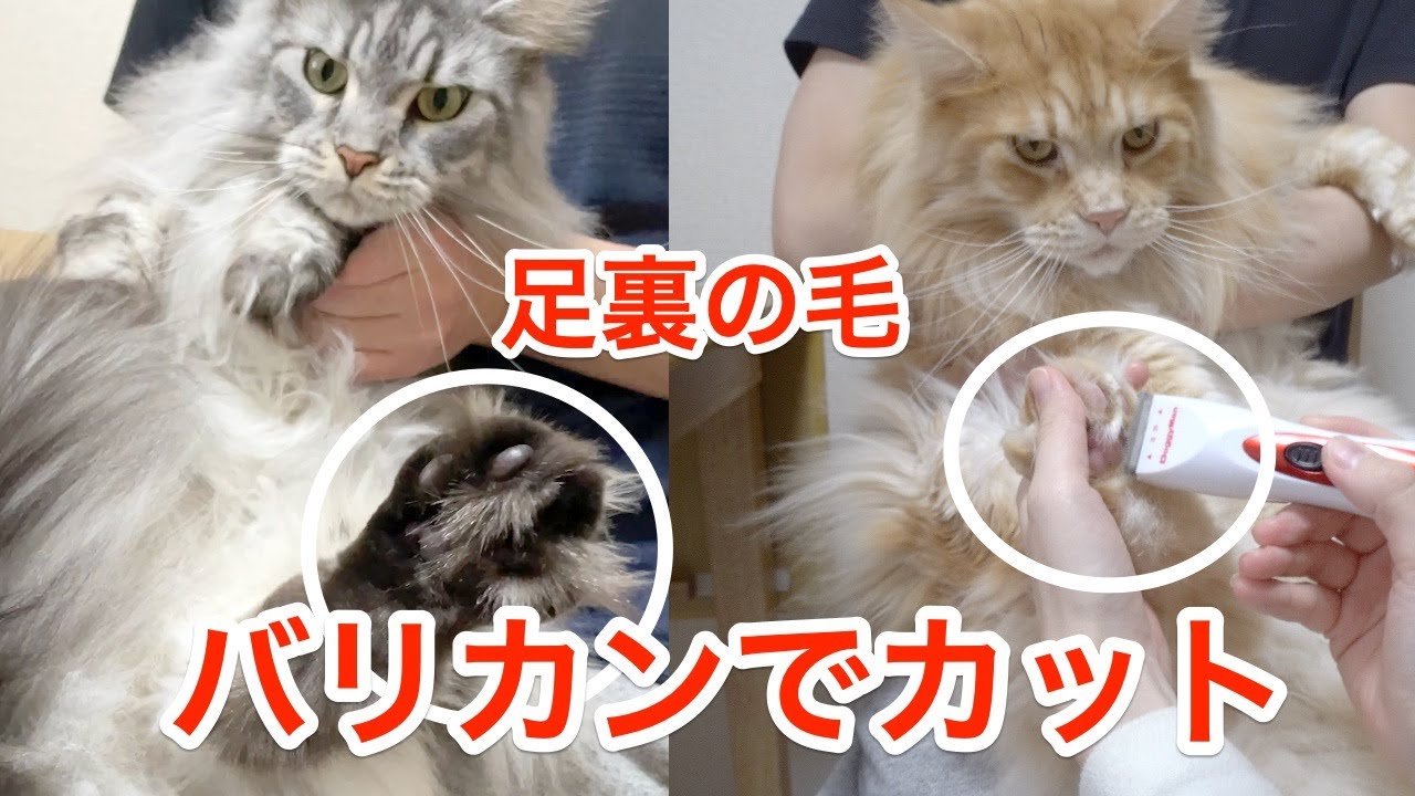 足の裏の毛をバリカンでカット！【大きい猫 メインクーン】