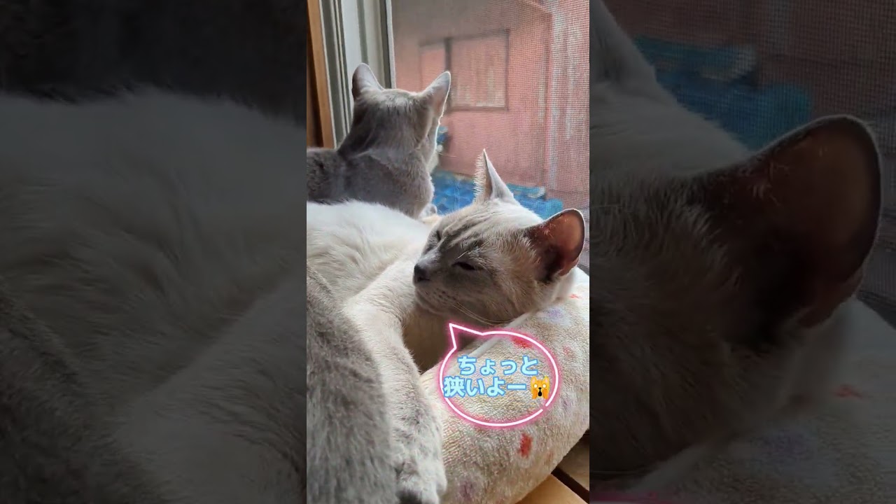 可哀想なパパ🙀  #ロシアンブルー #russianblue #子猫