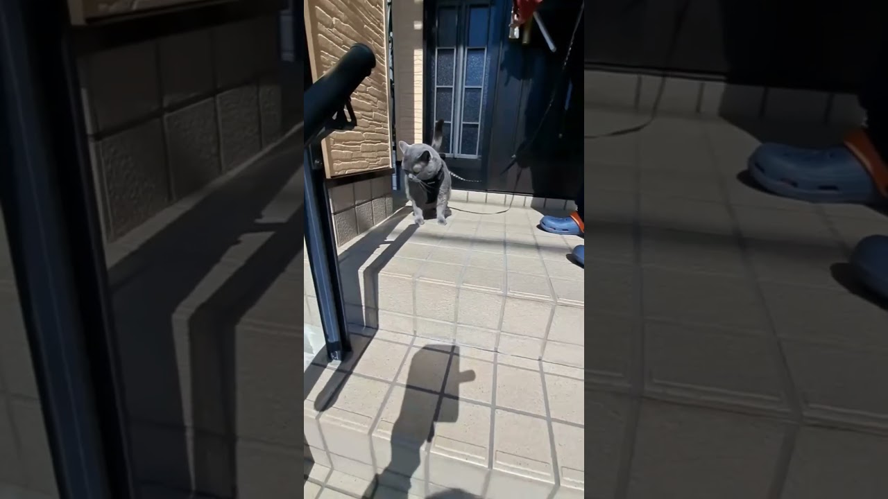 お外が大好きな猫 #ブリティッシュショートヘア #shortvideo #shorts