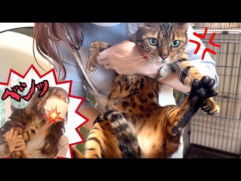 猫夫婦の通院で嫁猫に顔面ビンタお見舞いされました