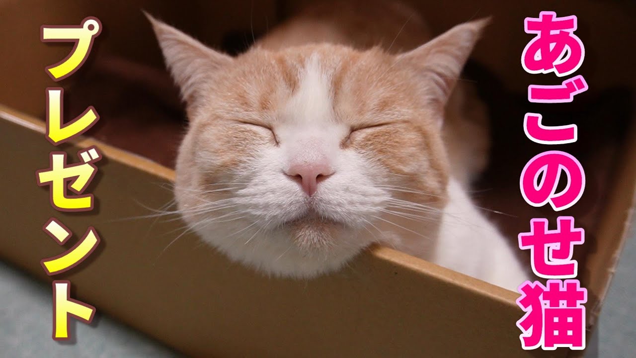 あごのせ猫に快適グッズをプレゼント【スコティッシュフォールド】【アビシニアン】