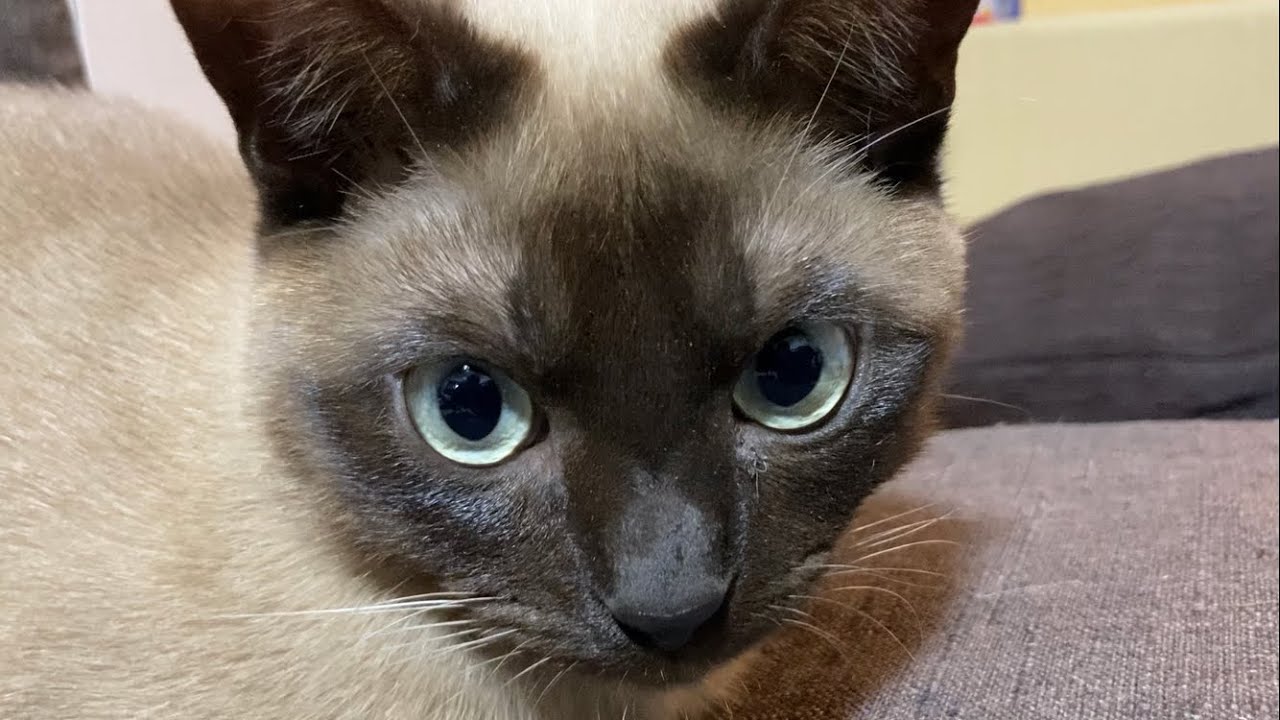 トンキニーズ 【2023/04/01】