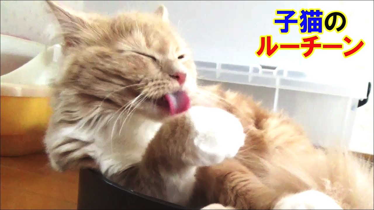 ラガマフィンの子猫のルーティンを追ってみました