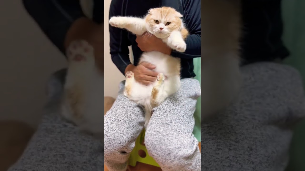 便秘気味の猫のお腹をマッサージ🐈 #スコティッシュフォールド #shorts