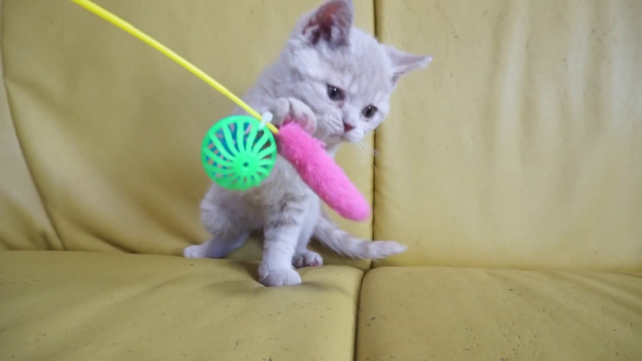 セルカークレックス子猫2019.2.28産まれ　クリーム巻き毛　シーダキャット猫のお店