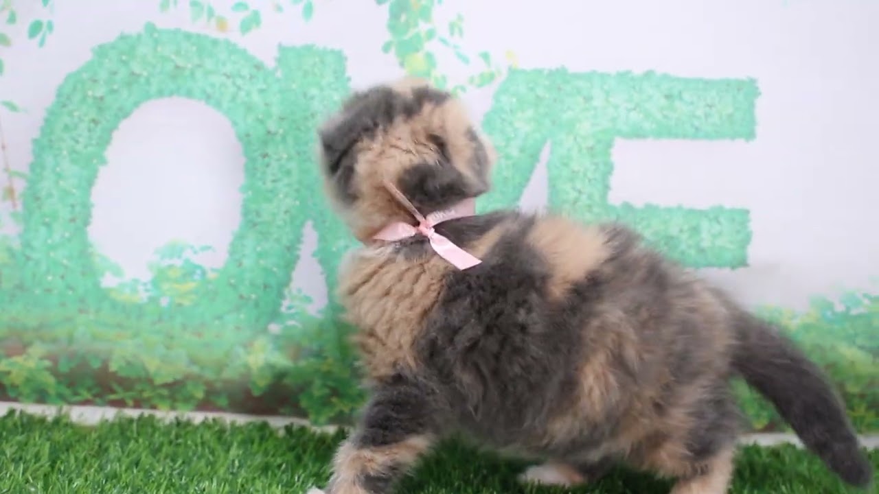 Coo&RIKU　No625220　スコティッシュフォールド