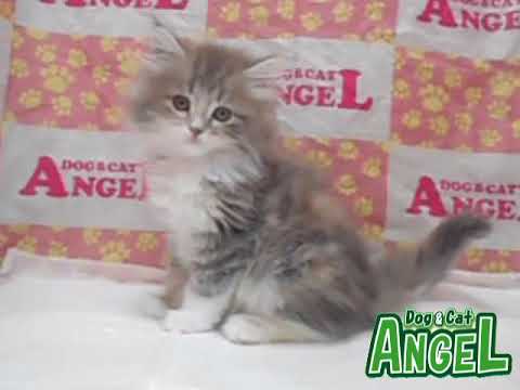メインクーン 2303023 【ペットショップエンゼル　子犬・子猫販売】