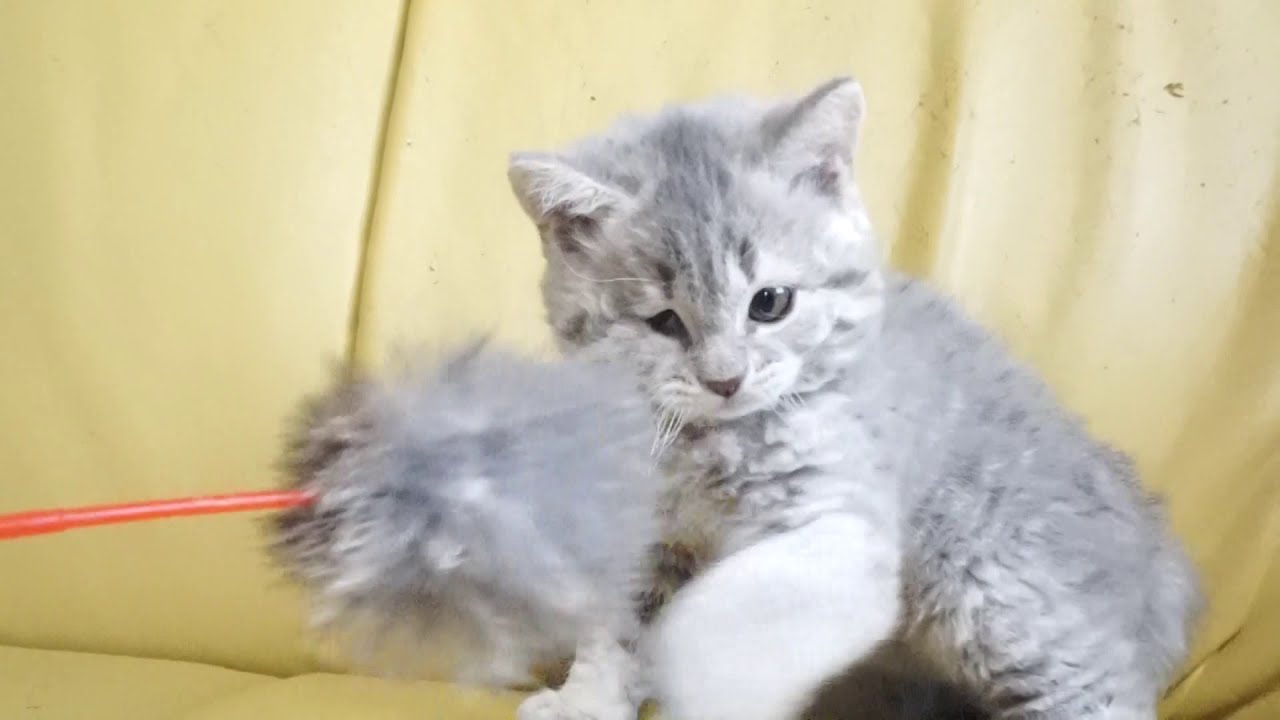 セルカークレックス子猫　2019.12.1産れ　シルバータビー　巻き毛　女の子　シーダキャット猫のお店