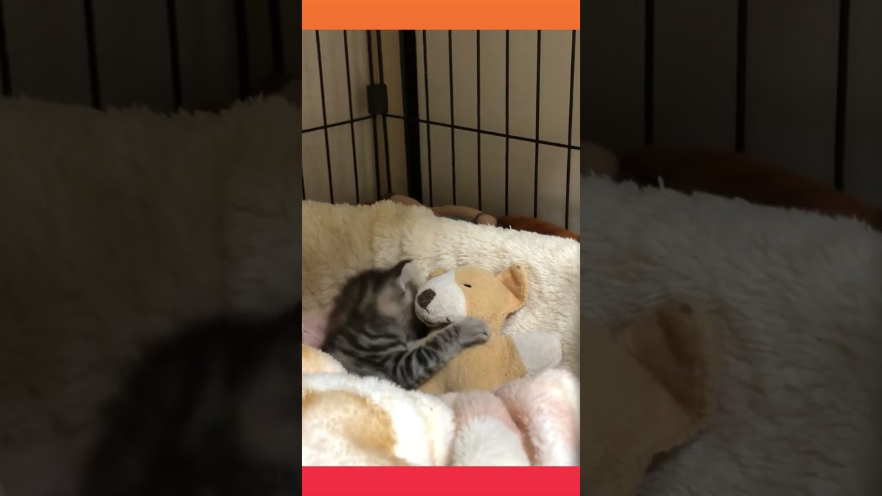 紋次郎幼き頃 #猫 #子猫 #shorts