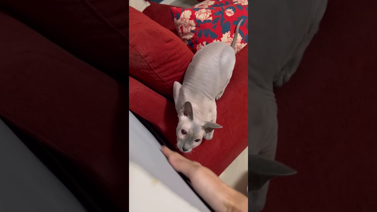 狙いを定める毛のない猫の顔が可愛い【スフィンクス猫】