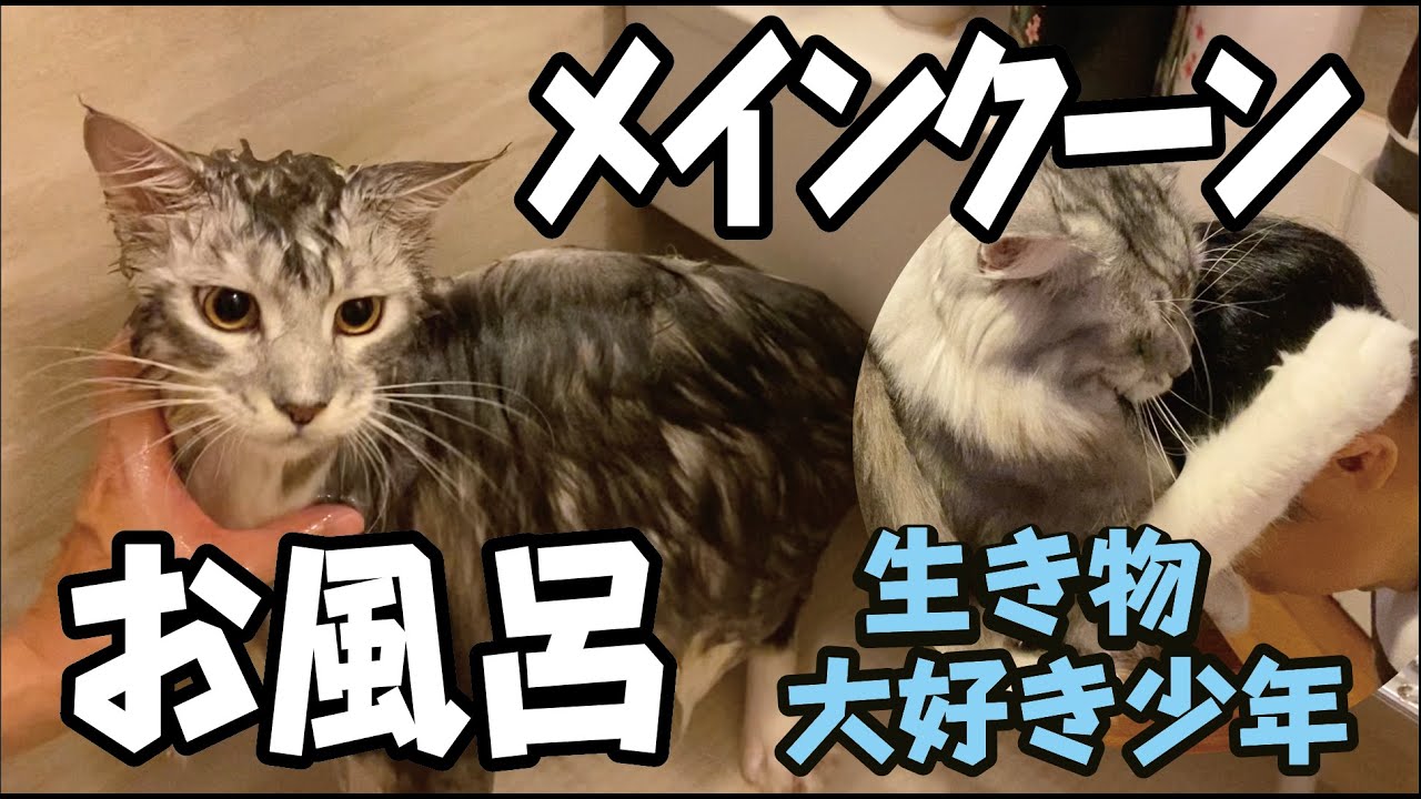 【メインクーン】大型猫をお風呂に入れたら小さくなっちゃった／賢くて穏やかな猫Maine Coon
