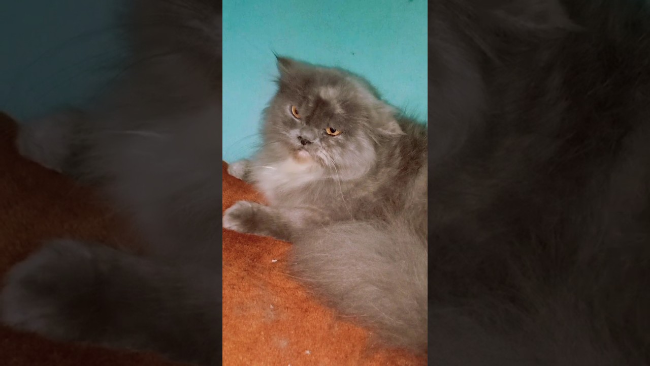 sad brown cat to reject love offer by smoky female and get angry on male cat #ytshorts